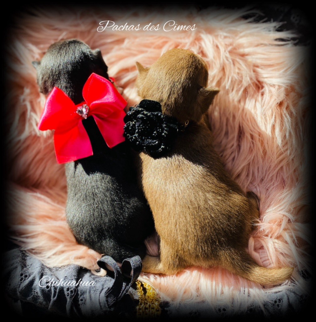 Des Pachas Des Cimes - Chiot disponible  - Chihuahua