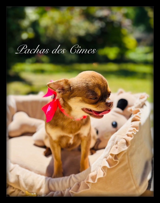 Uguette Des Pachas Des Cimes