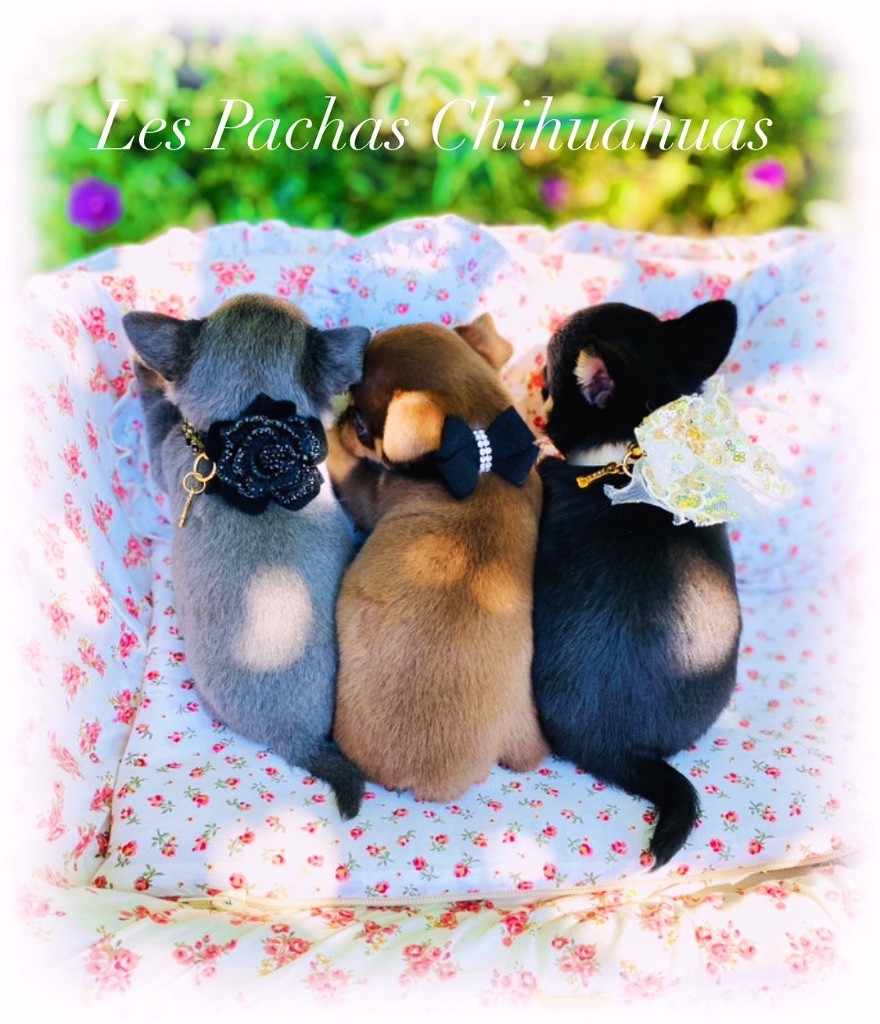 Chihuahua Miniature & Standard 