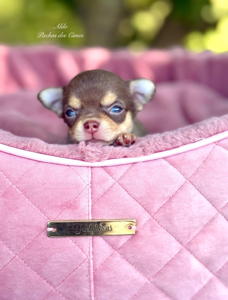 Des Pachas Des Cimes - Chiots disponibles - Chihuahua