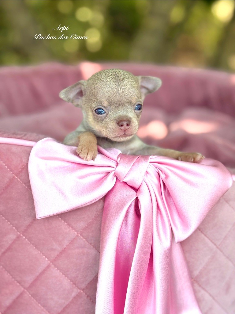 Des Pachas Des Cimes - Chiots disponibles - Chihuahua