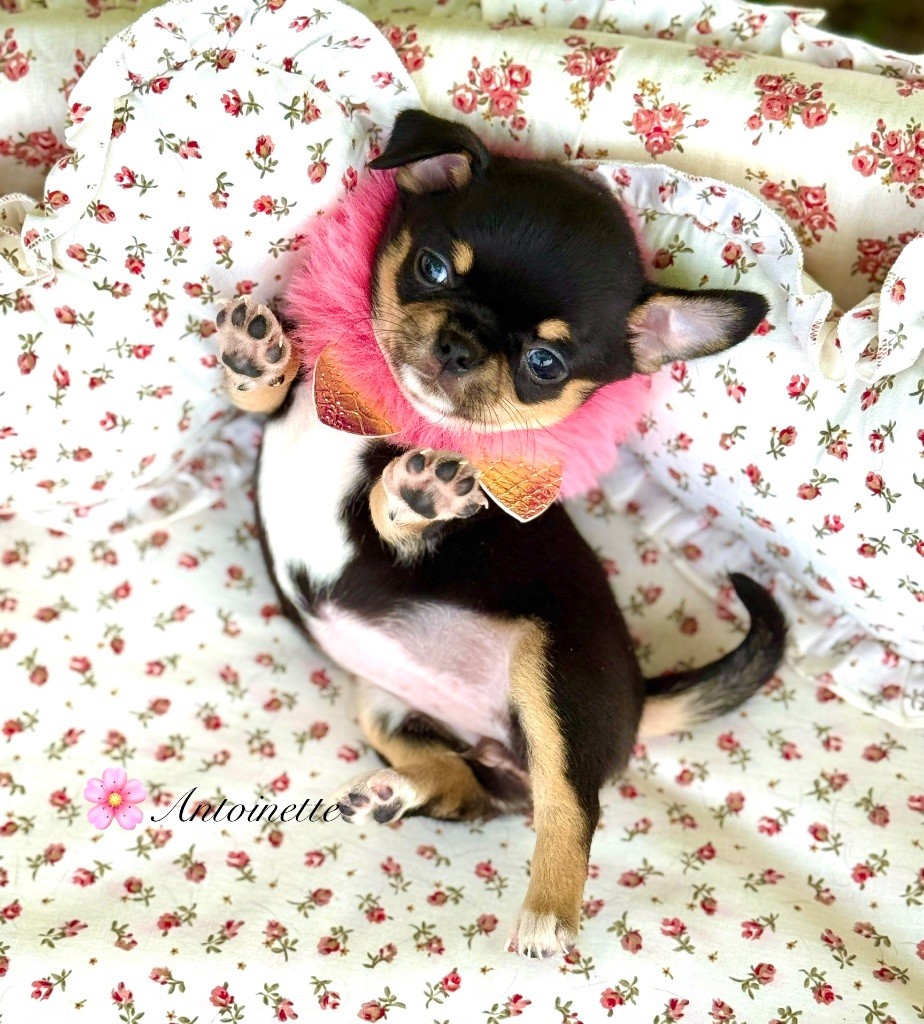 Des Pachas Des Cimes - Chiots disponibles - Chihuahua