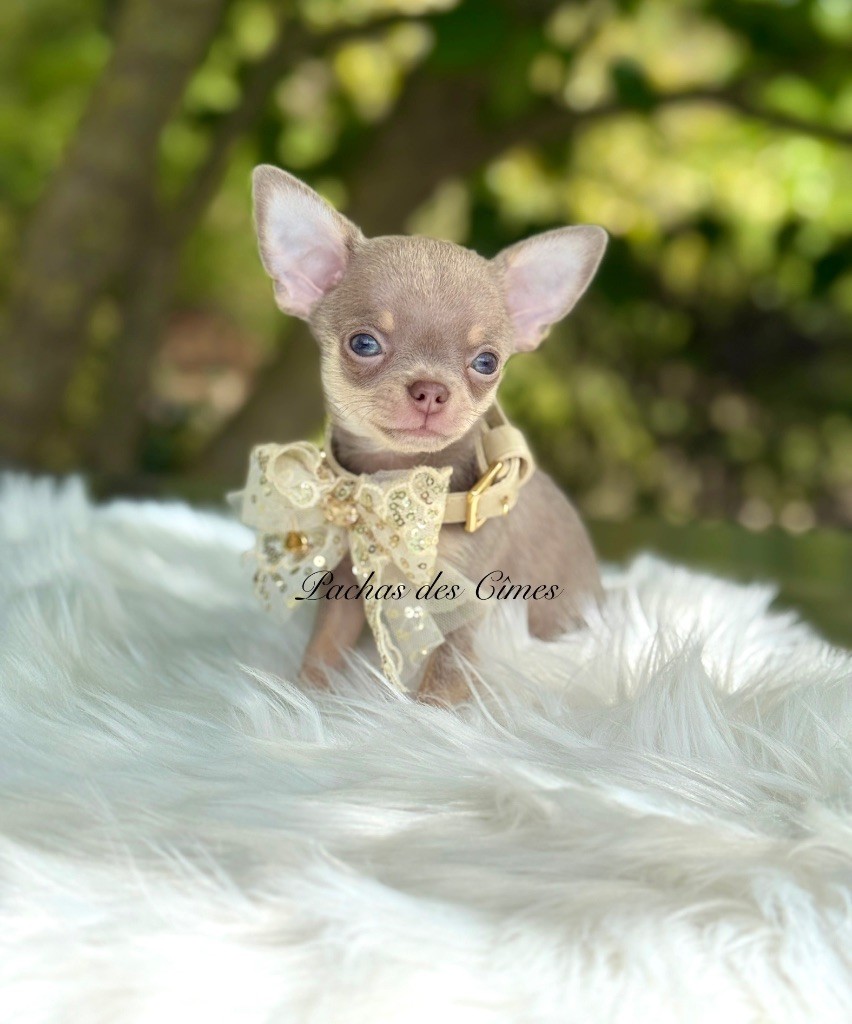 Des Pachas Des Cimes - Chiots disponibles - Chihuahua