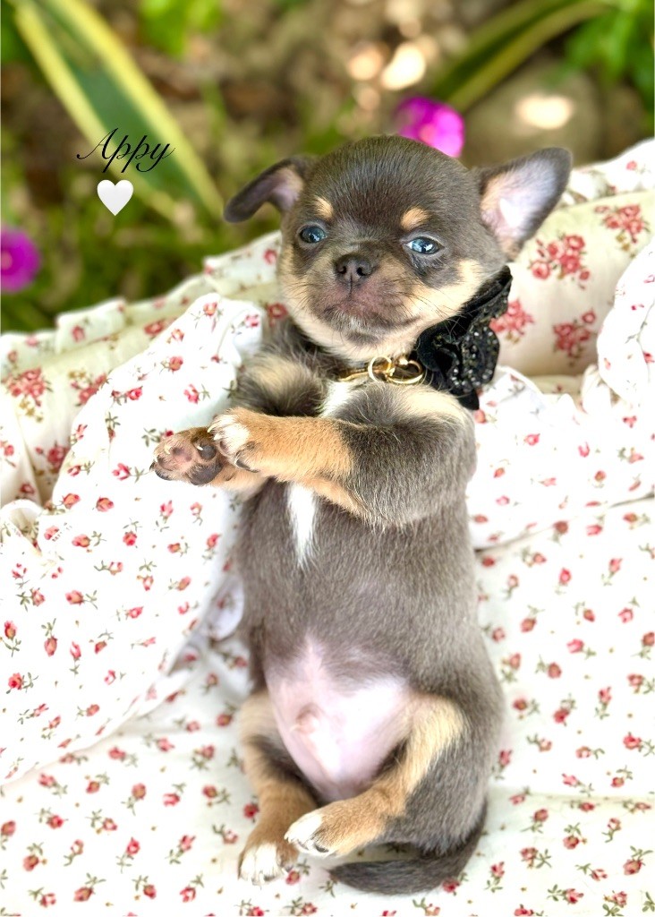 Des Pachas Des Cimes - Chiots disponibles - Chihuahua