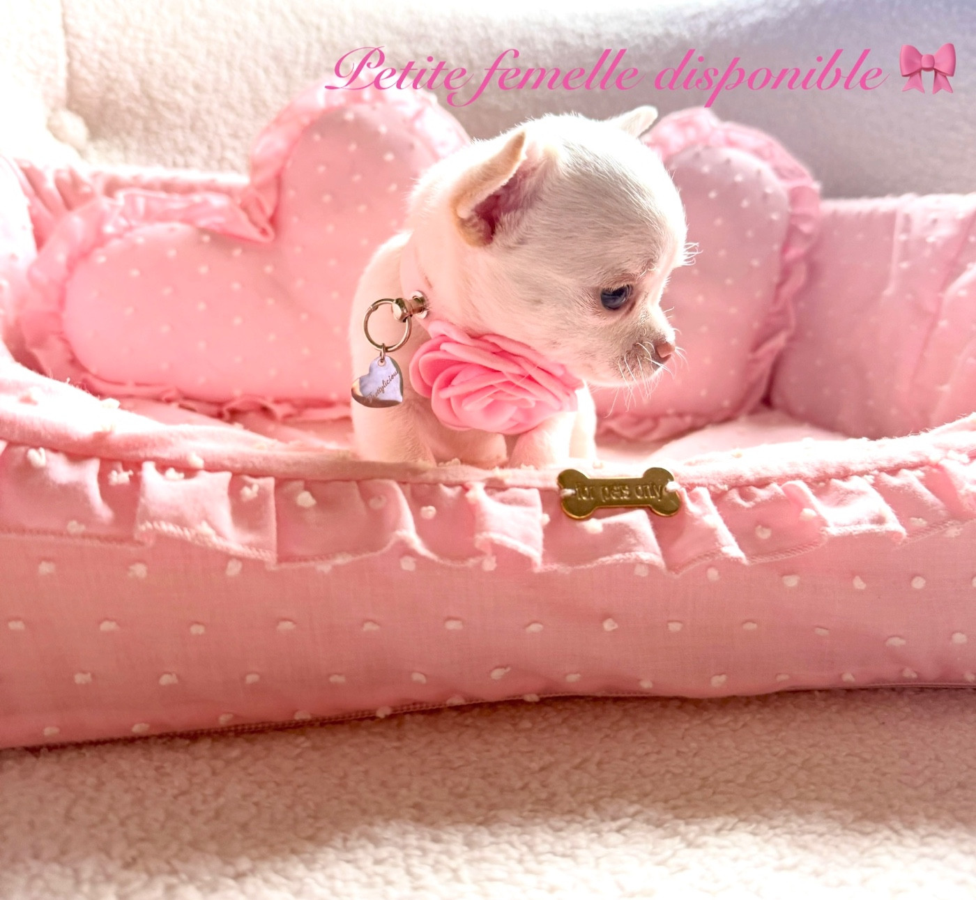 Des Pachas Des Cimes - Chiots disponibles - Chihuahua