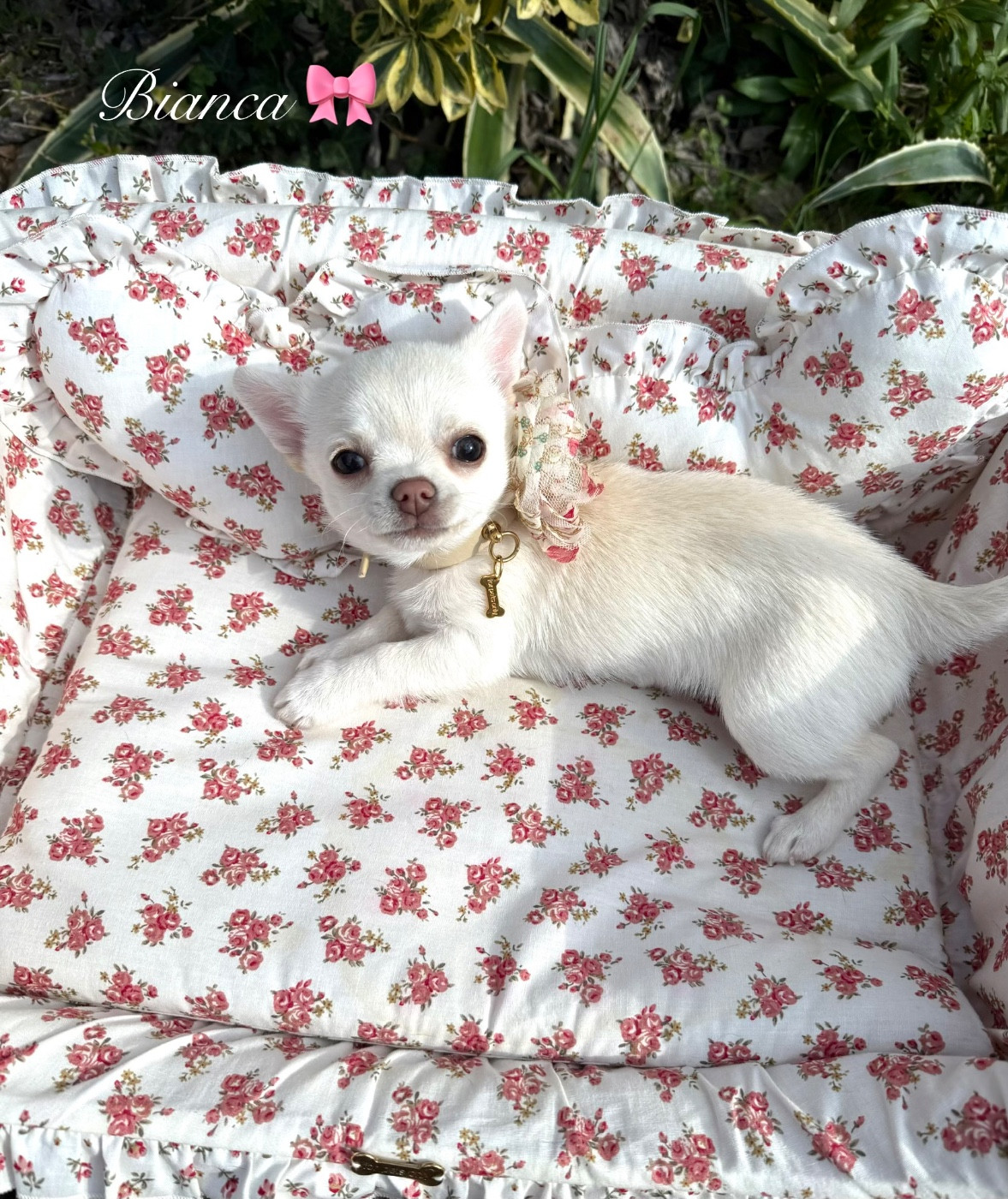 Des Pachas Des Cimes - Chiots disponibles - Chihuahua