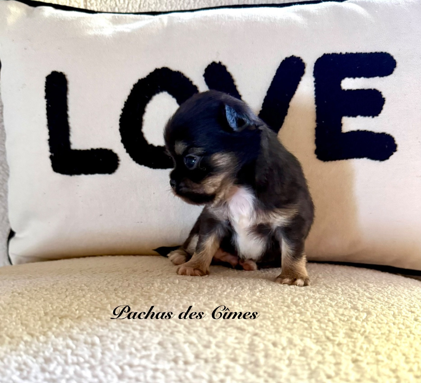 Des Pachas Des Cimes - Chiots disponibles - Chihuahua