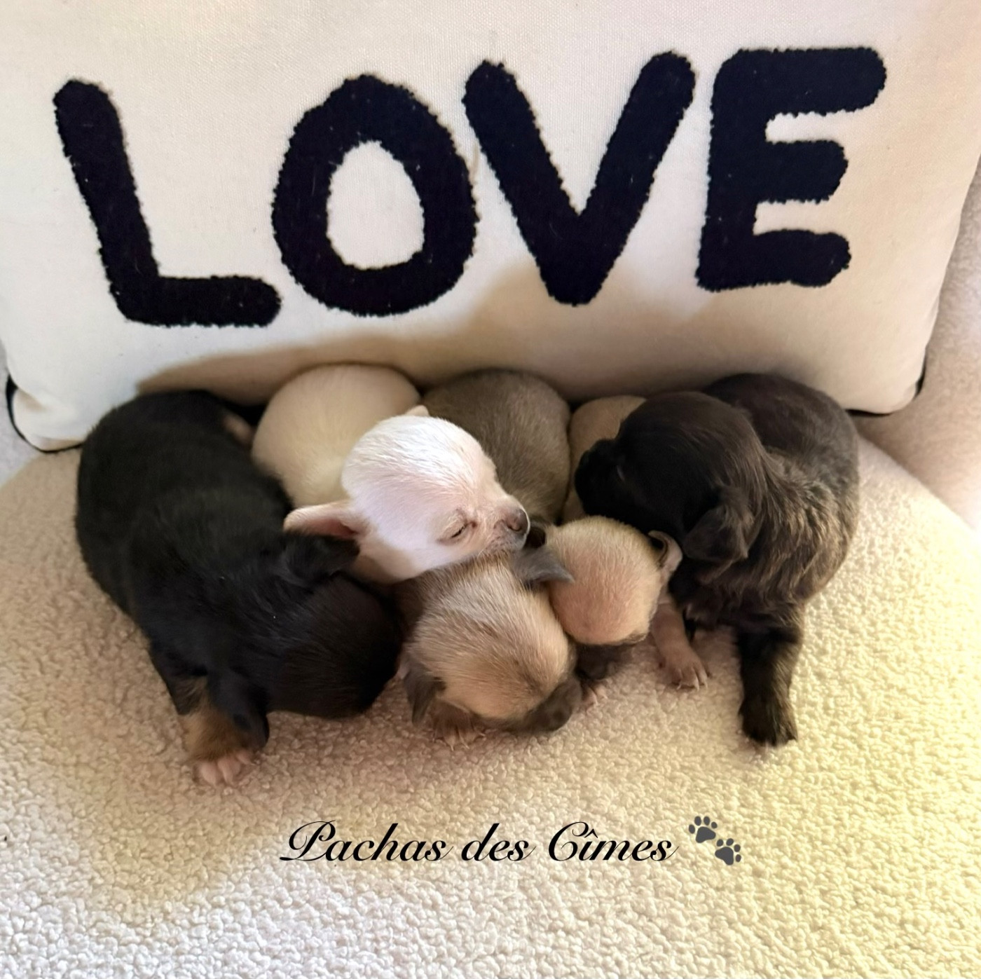 Chiot Chihuahua Des Pachas Des Cimes