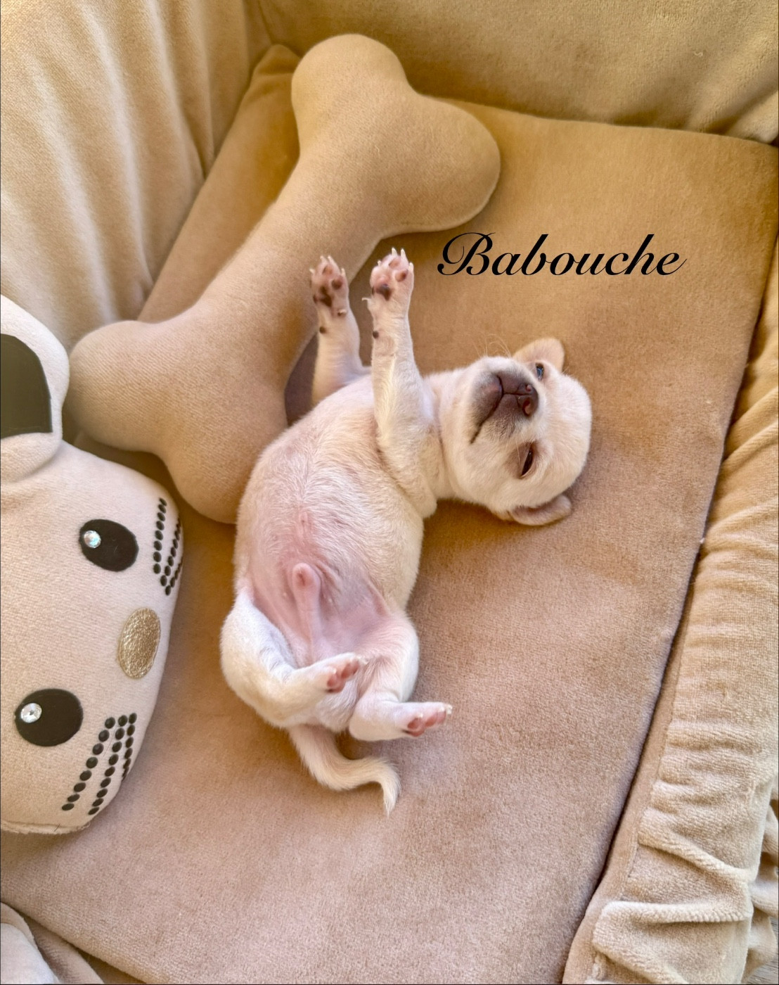 Des Pachas Des Cimes - Chiots disponibles - Chihuahua