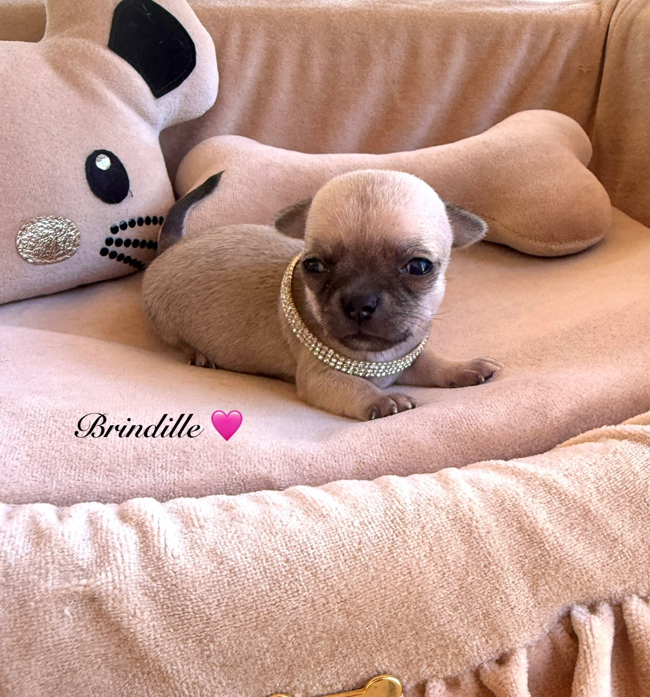 Des Pachas Des Cimes - Chiots disponibles - Chihuahua