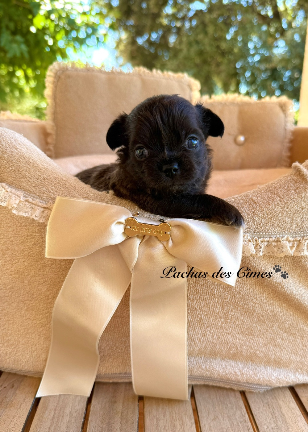 Des Pachas Des Cimes - Chiots disponibles - Chihuahua