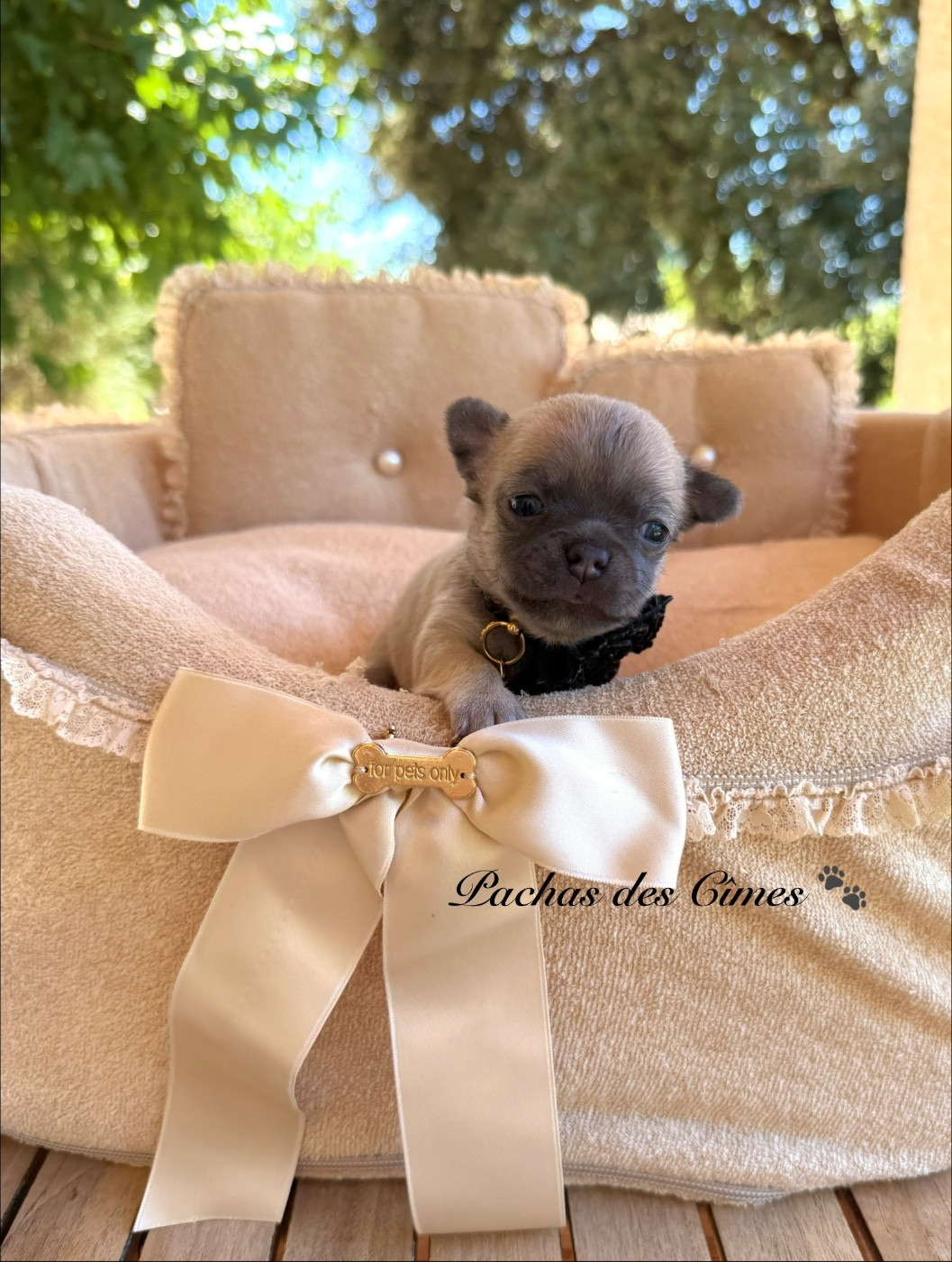 Des Pachas Des Cimes - Chiots disponibles - Chihuahua