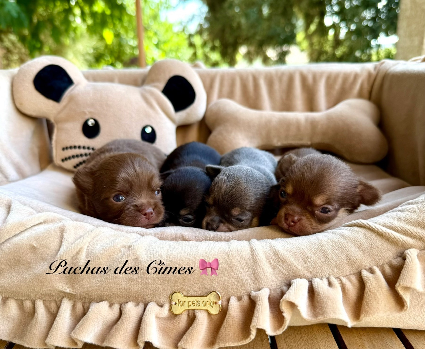 Des Pachas Des Cimes - Chiots disponibles - Chihuahua