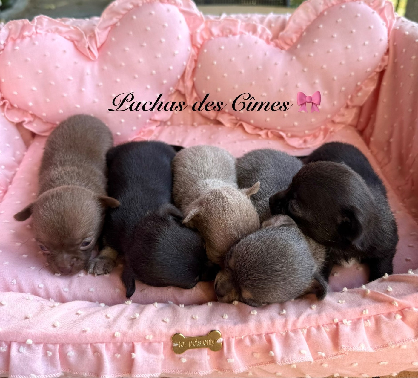 Des Pachas Des Cimes - Chiots disponibles - Chihuahua
