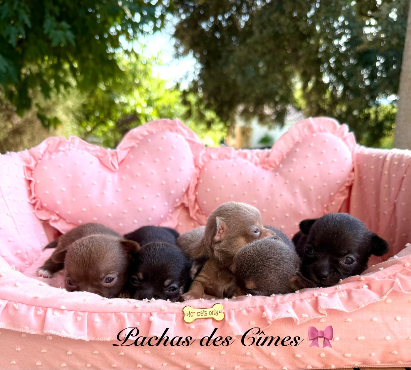 Chiot Chihuahua Des Pachas Des Cimes