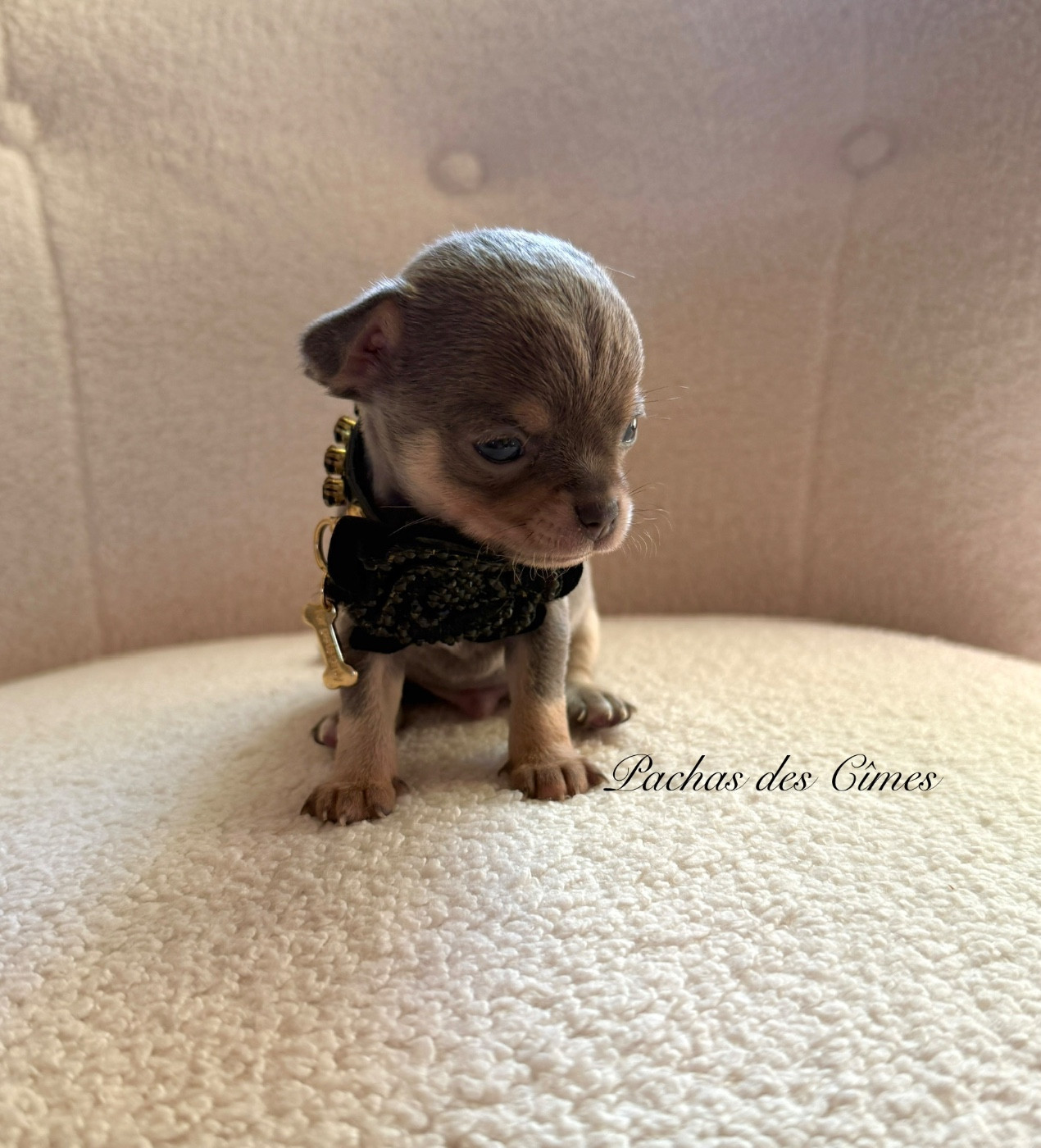 Des Pachas Des Cimes - Chiots disponibles - Chihuahua