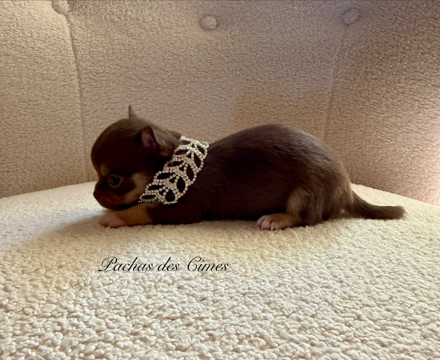 Des Pachas Des Cimes - Chiots disponibles - Chihuahua