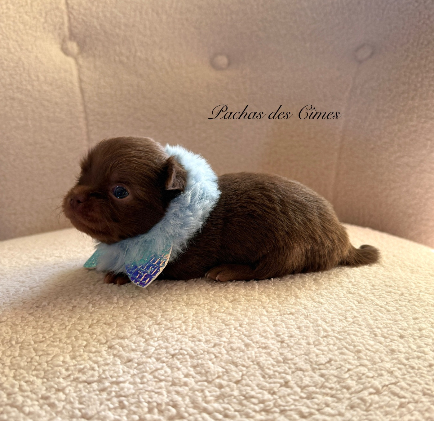 Des Pachas Des Cimes - Chiots disponibles - Chihuahua