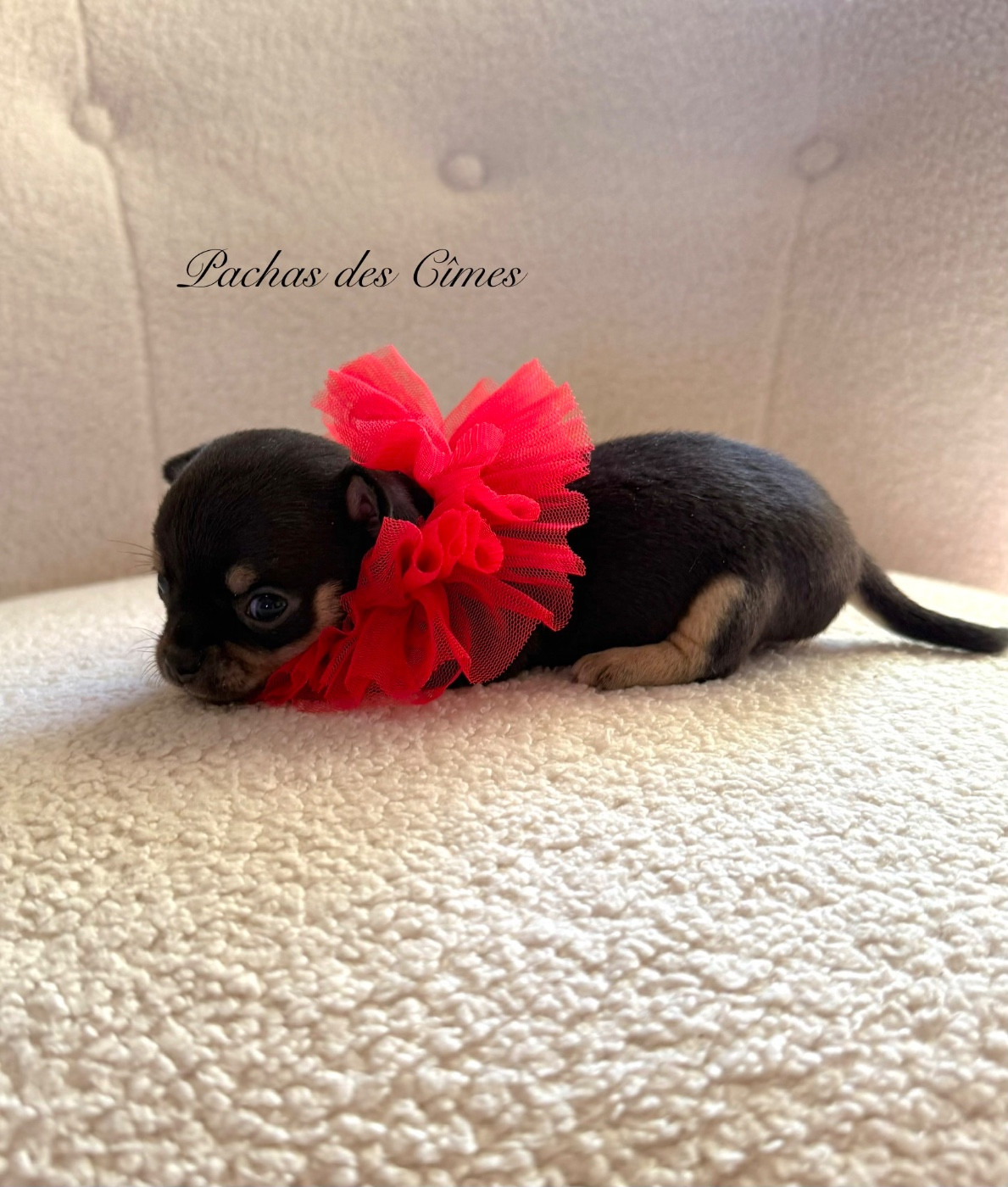 Des Pachas Des Cimes - Chiots disponibles - Chihuahua