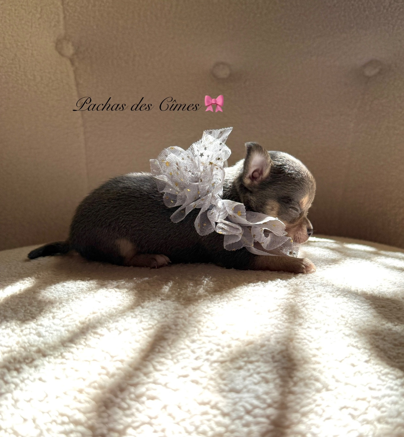 Des Pachas Des Cimes - Chiots disponibles - Chihuahua