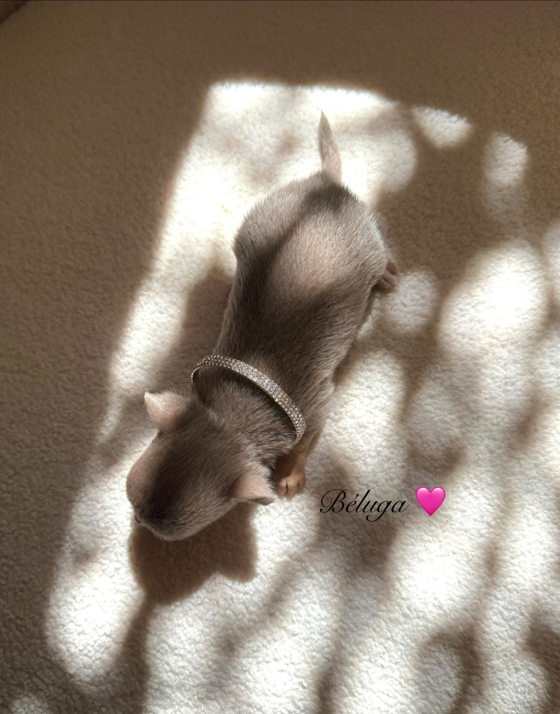 Des Pachas Des Cimes - Chiots disponibles - Chihuahua