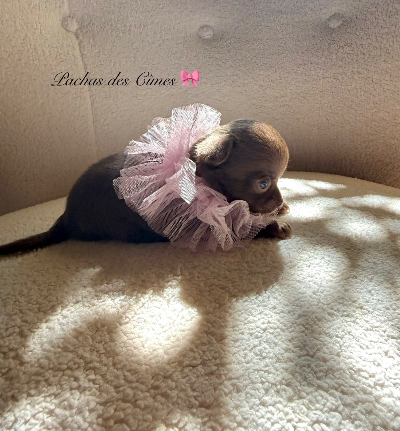 Des Pachas Des Cimes - Chiots disponibles - Chihuahua