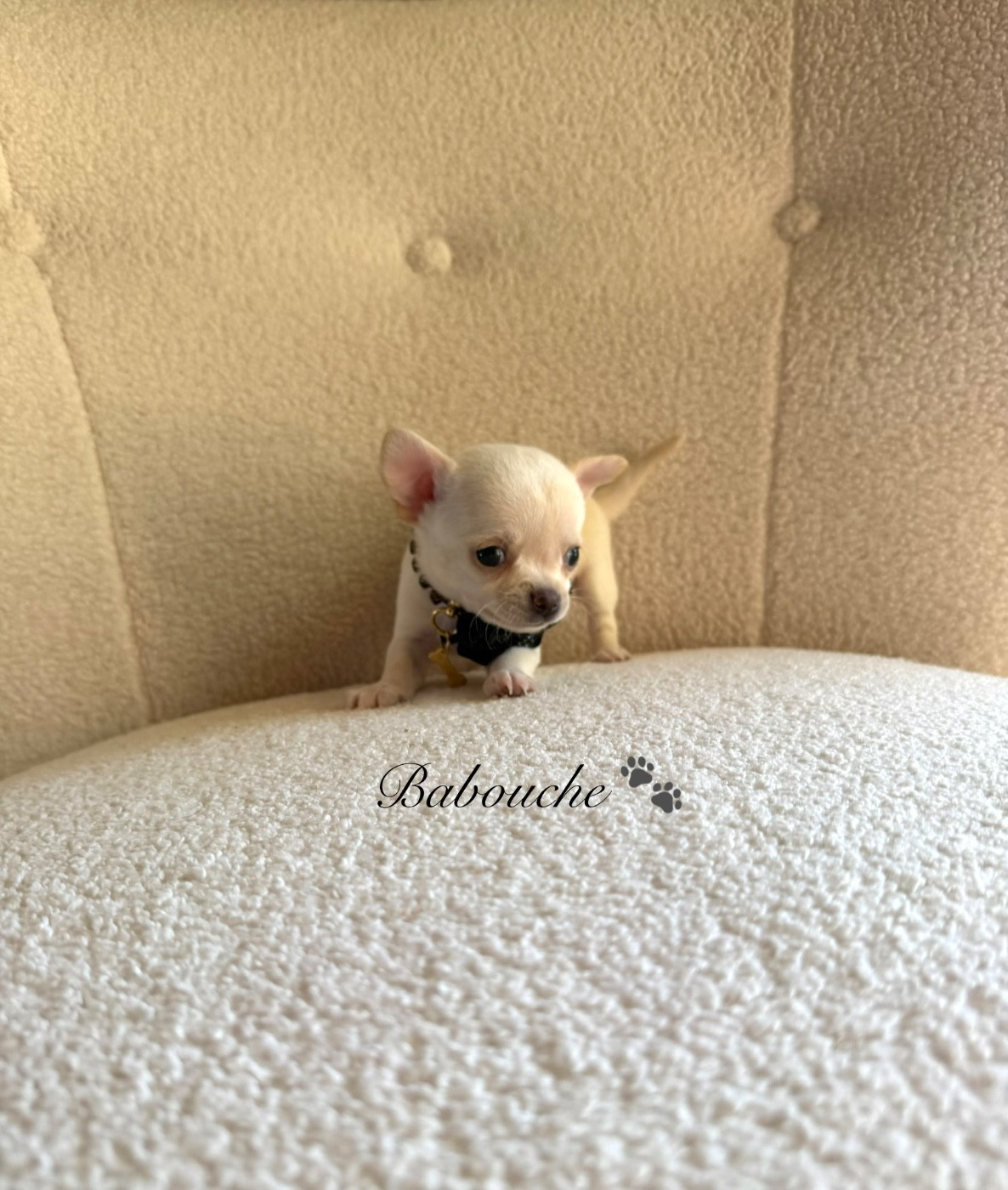 Des Pachas Des Cimes - Chiots disponibles - Chihuahua
