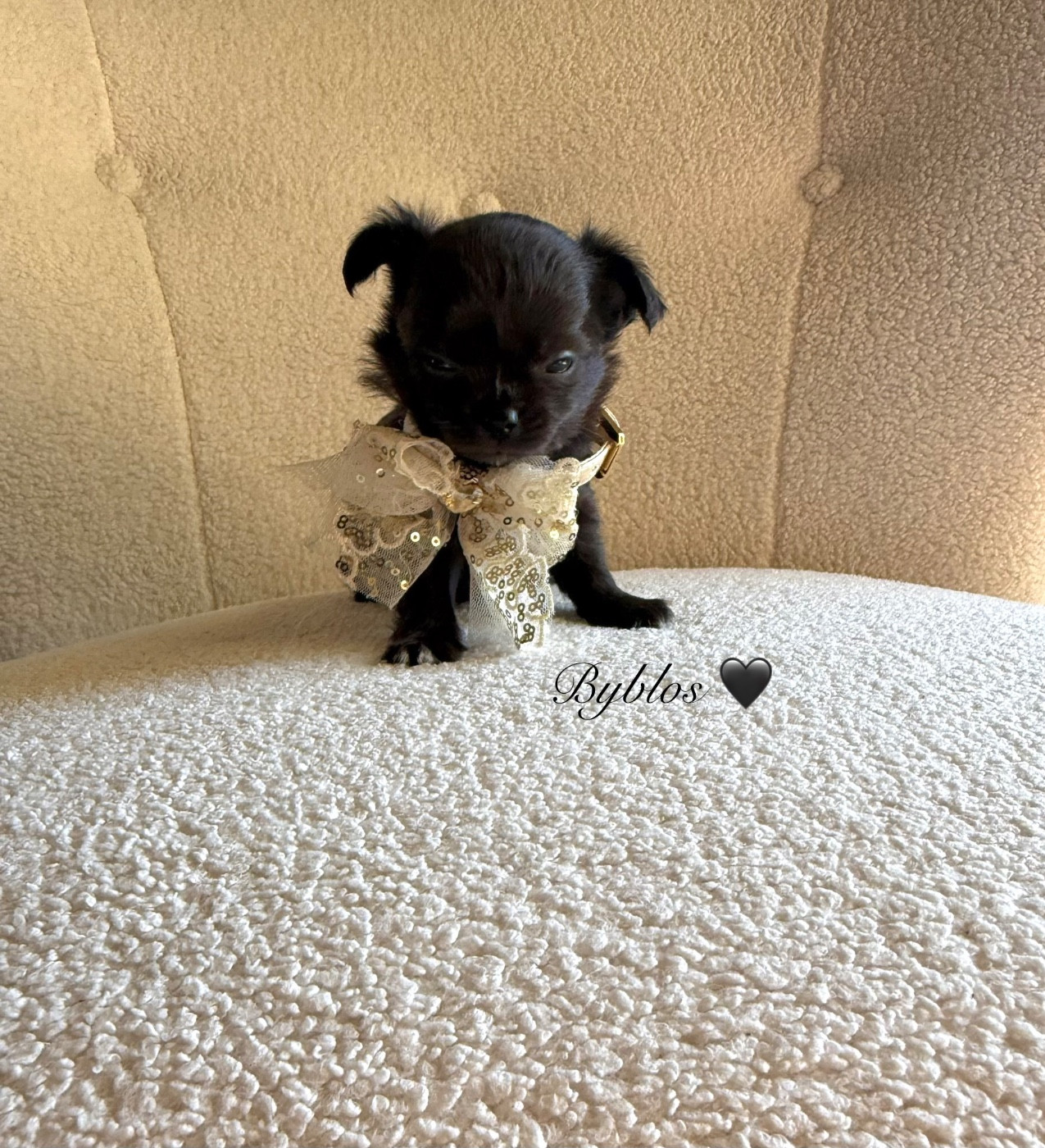 Des Pachas Des Cimes - Chiots disponibles - Chihuahua