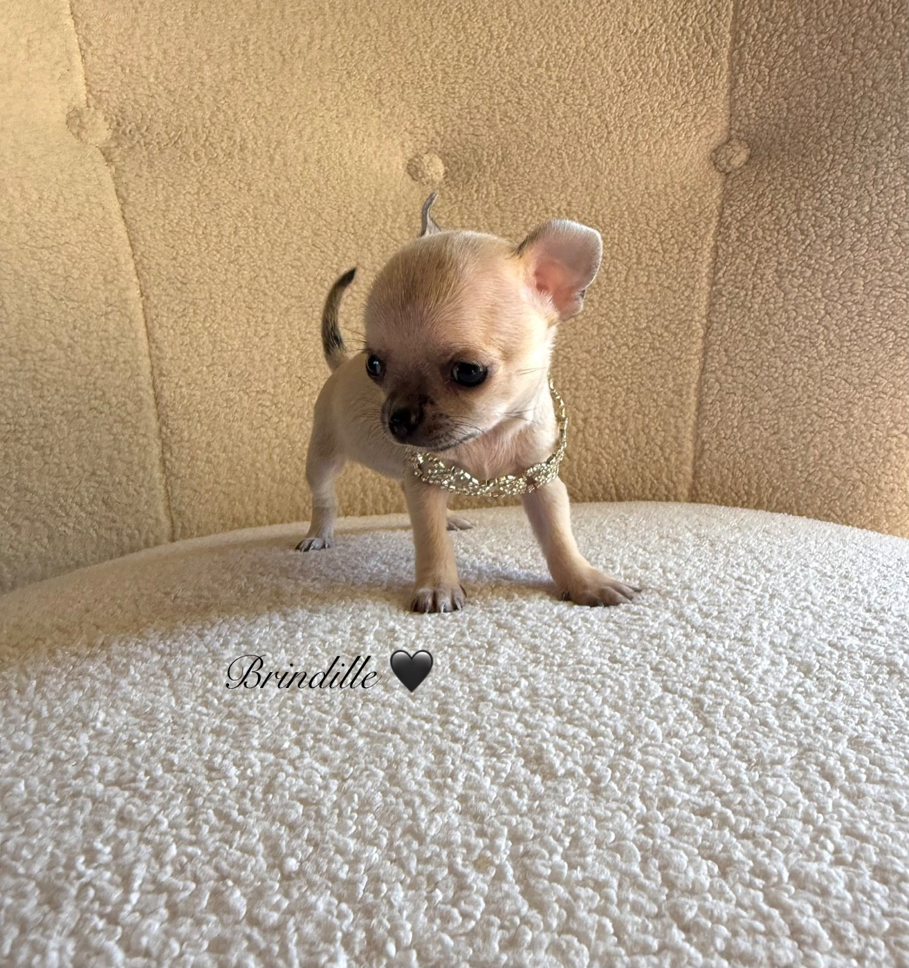 Des Pachas Des Cimes - Chiots disponibles - Chihuahua