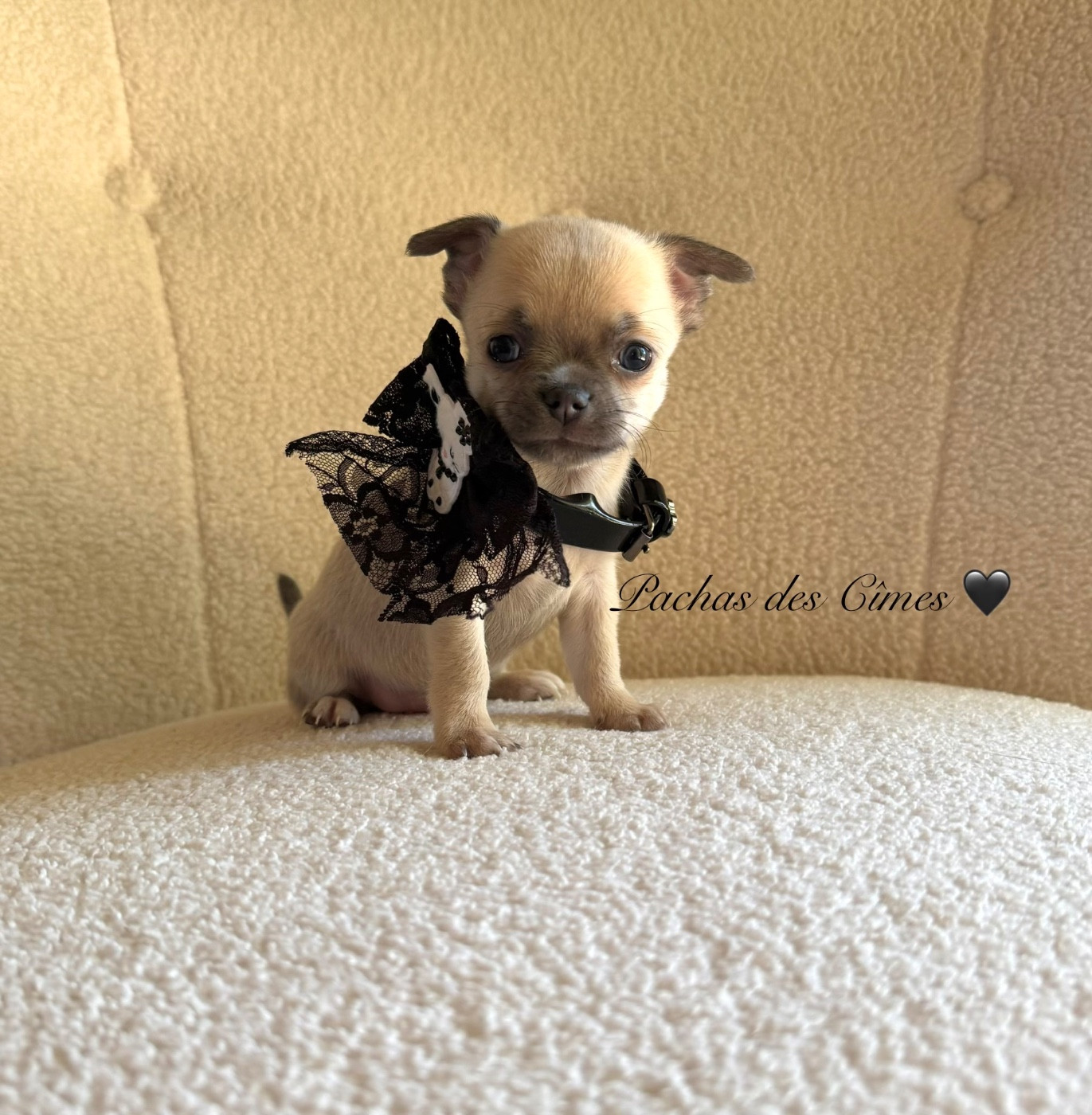 Des Pachas Des Cimes - Chiots disponibles - Chihuahua