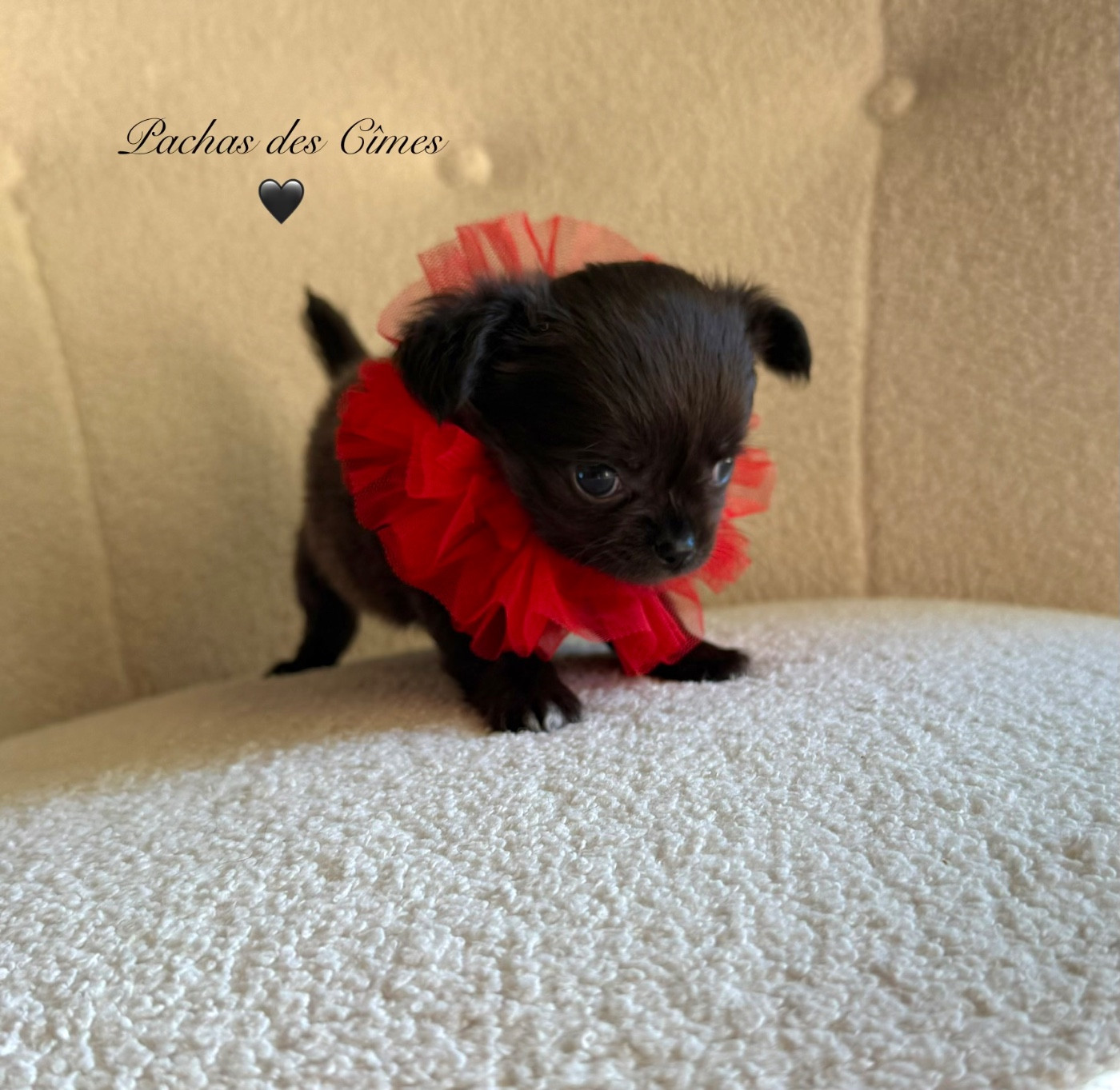 Des Pachas Des Cimes - Chiots disponibles - Chihuahua