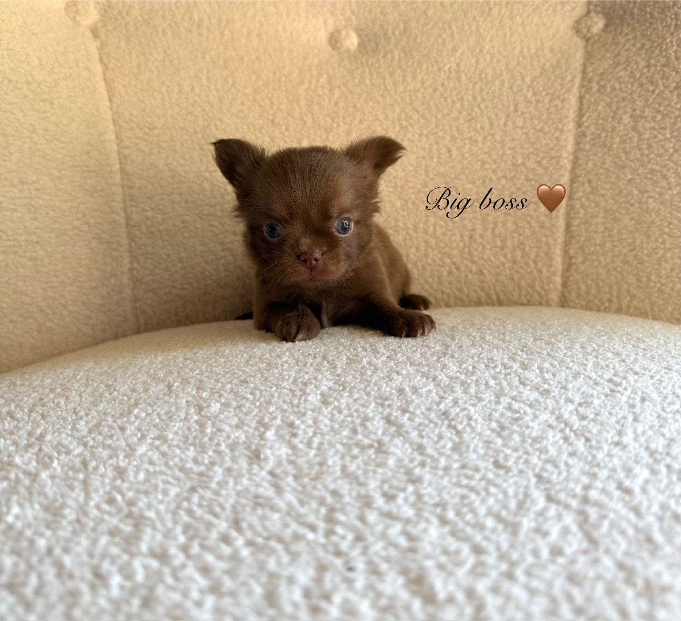 Des Pachas Des Cimes - Chiots disponibles - Chihuahua