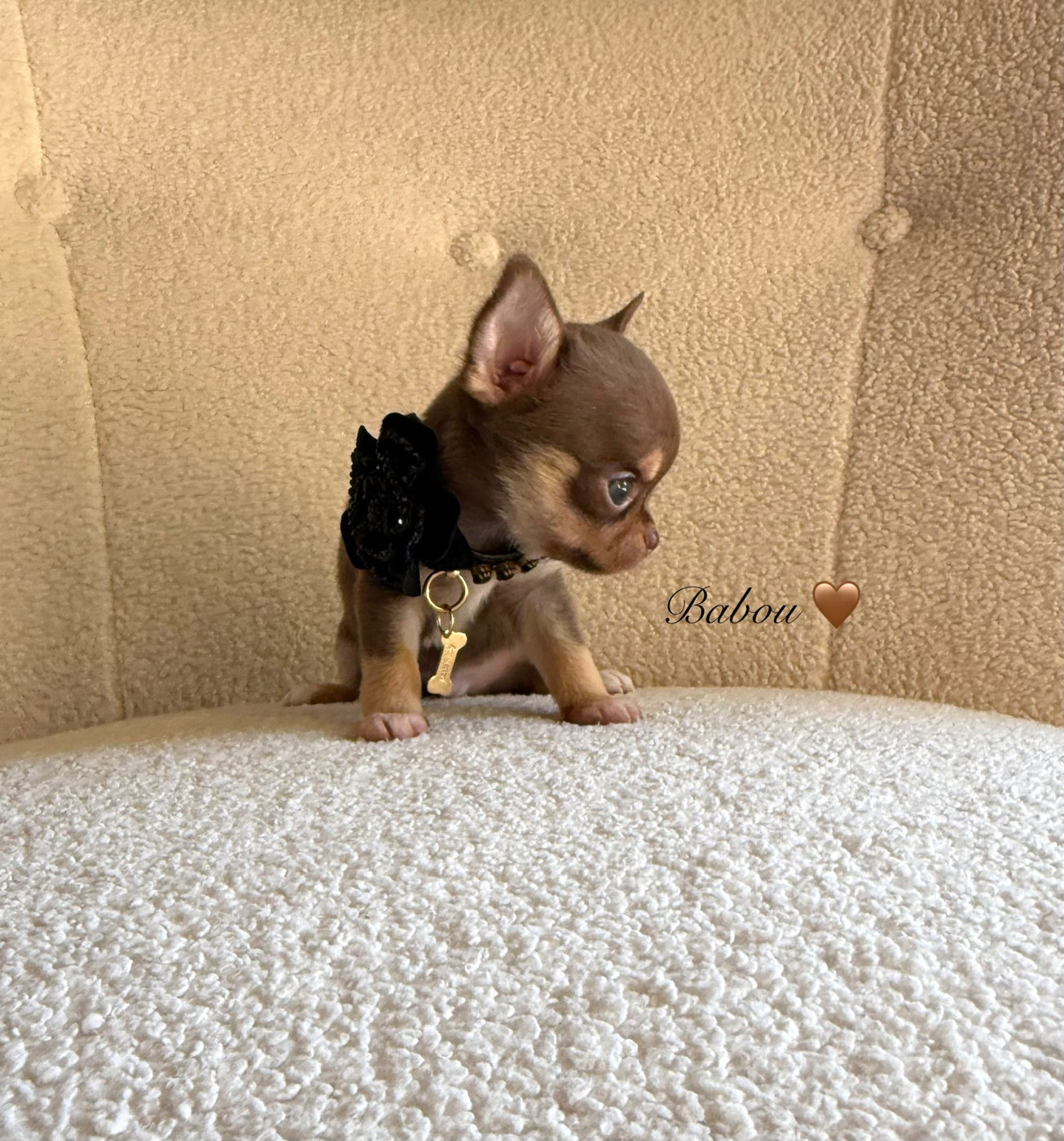 Des Pachas Des Cimes - Chiots disponibles - Chihuahua