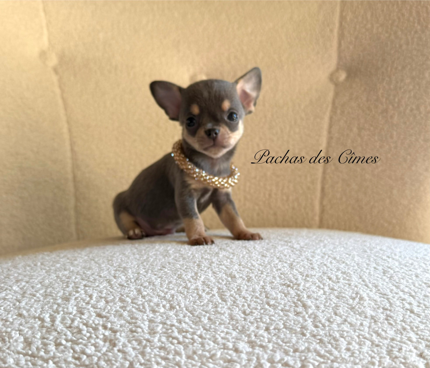 Des Pachas Des Cimes - Chiots disponibles - Chihuahua