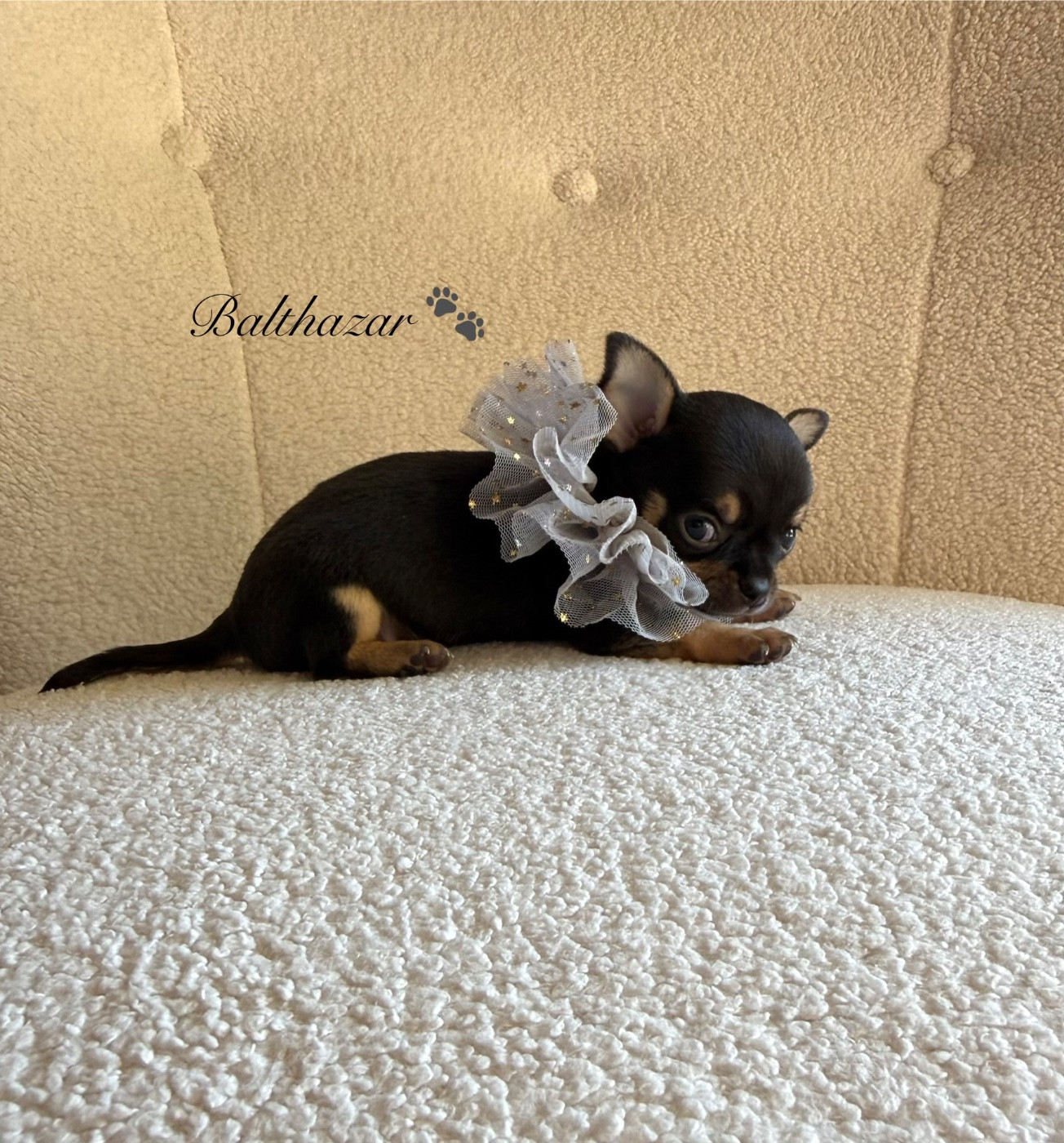 Des Pachas Des Cimes - Chiots disponibles - Chihuahua