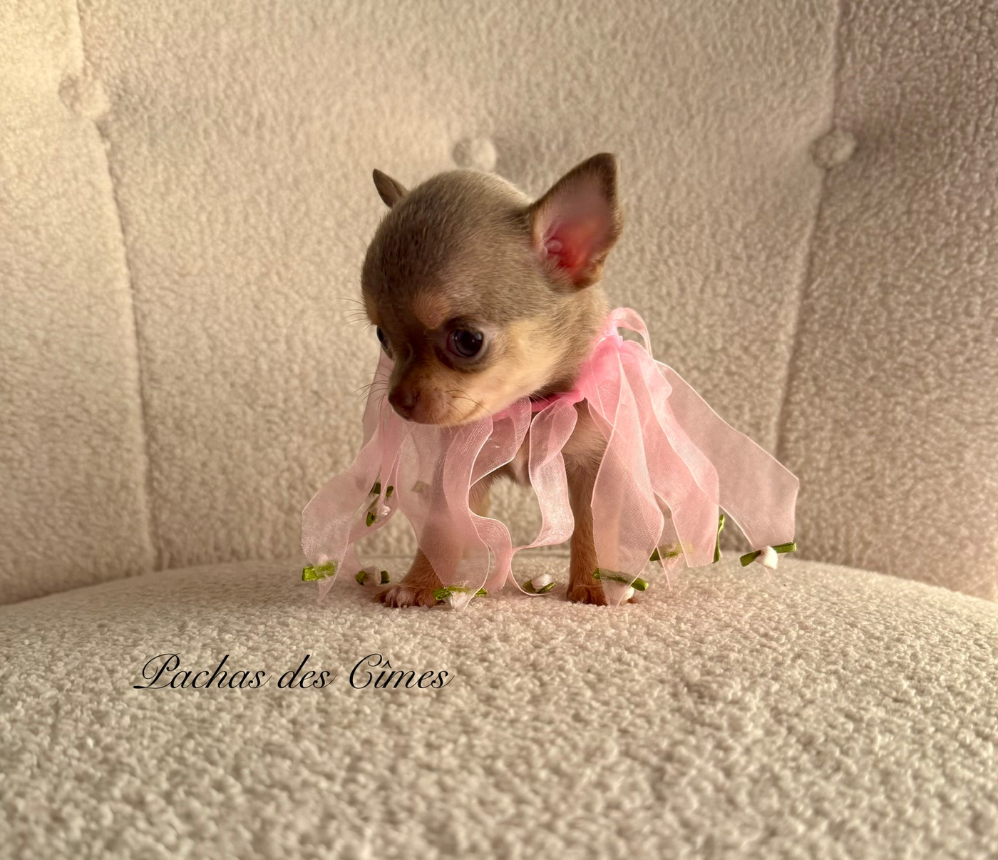 Des Pachas Des Cimes - Chiots disponibles - Chihuahua