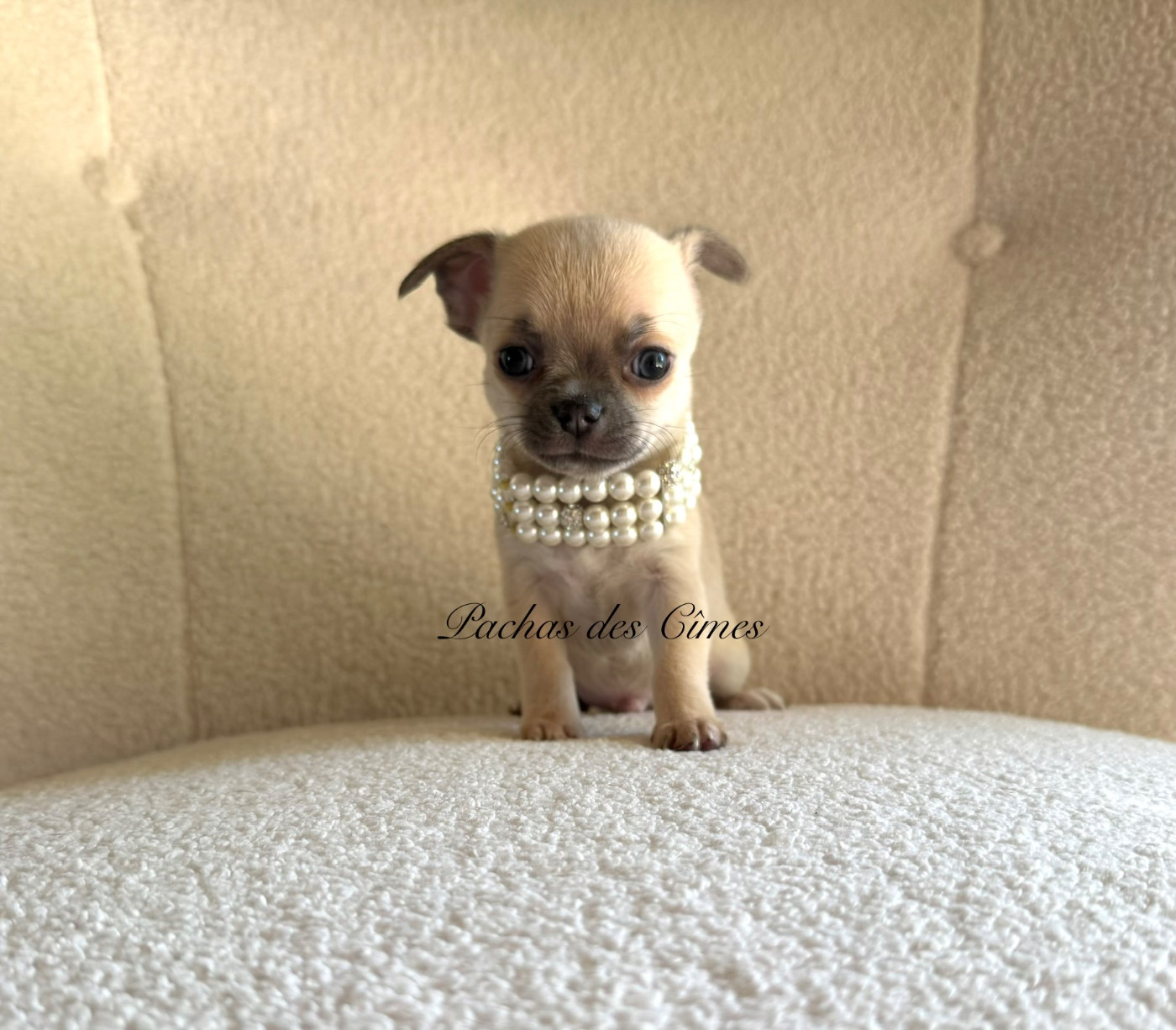 Des Pachas Des Cimes - Chiots disponibles - Chihuahua