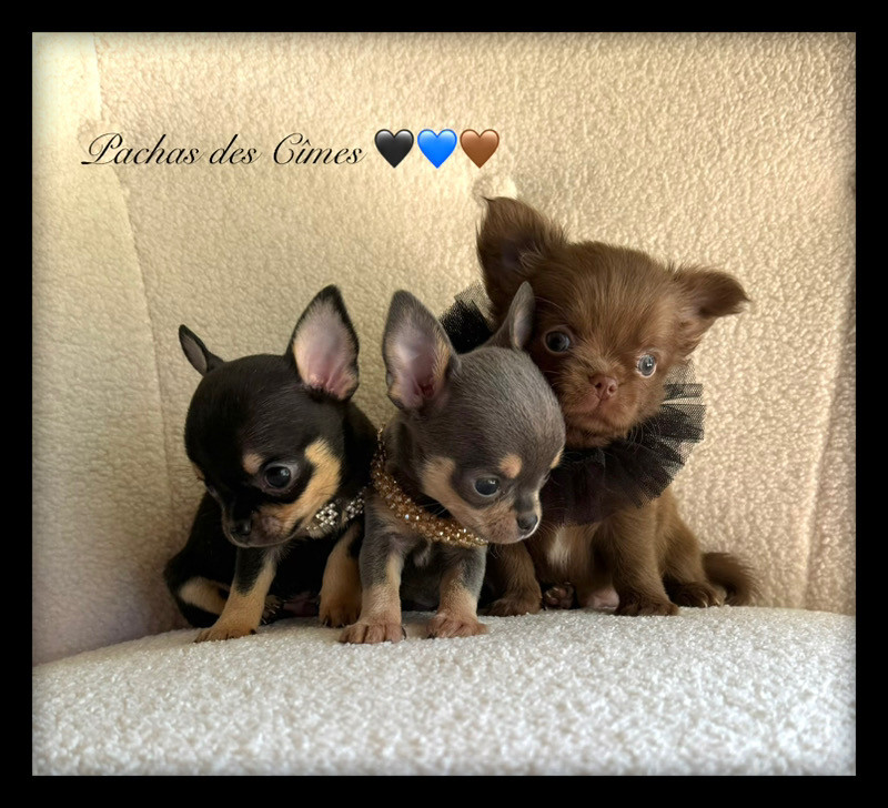 Des Pachas Des Cimes - Chihuahua - Portée née le 17/08/2026