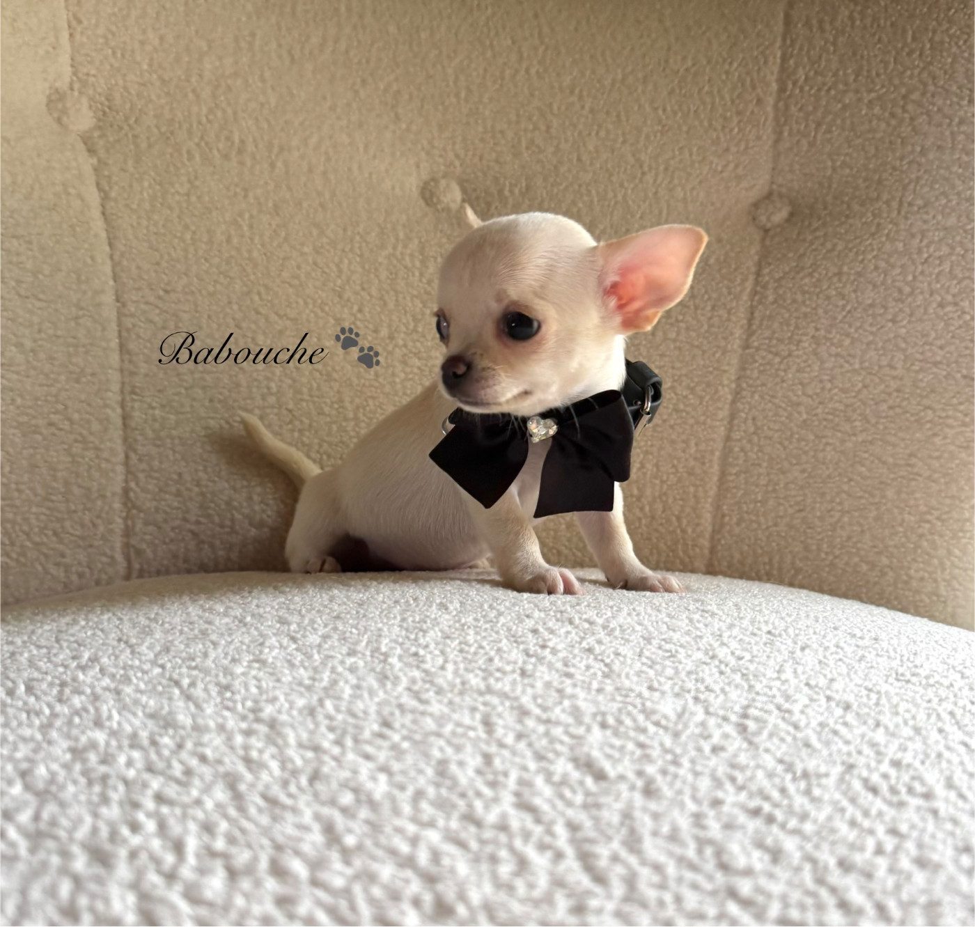 Des Pachas Des Cimes - Chiots disponibles - Chihuahua