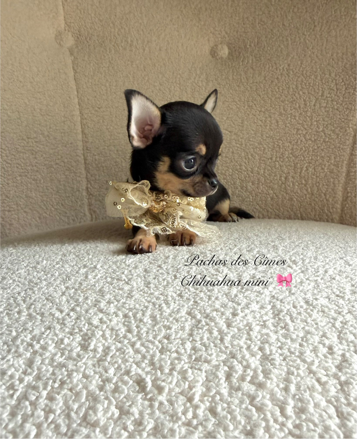 Des Pachas Des Cimes - Chiots disponibles - Chihuahua