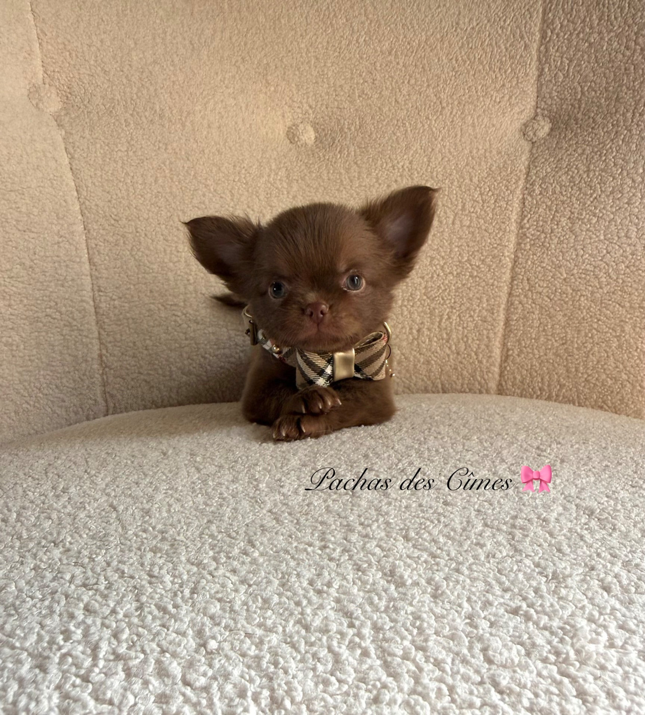 Des Pachas Des Cimes - Chiots disponibles - Chihuahua