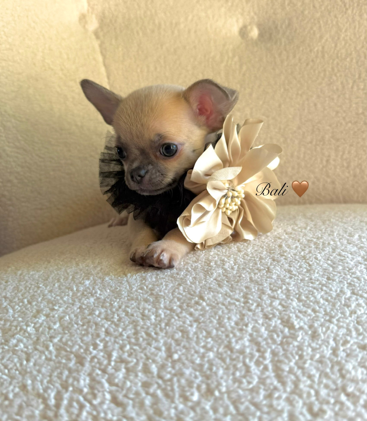 Des Pachas Des Cimes - Chiots disponibles - Chihuahua