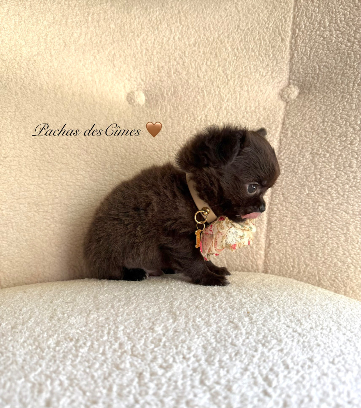 Des Pachas Des Cimes - Chiots disponibles - Chihuahua
