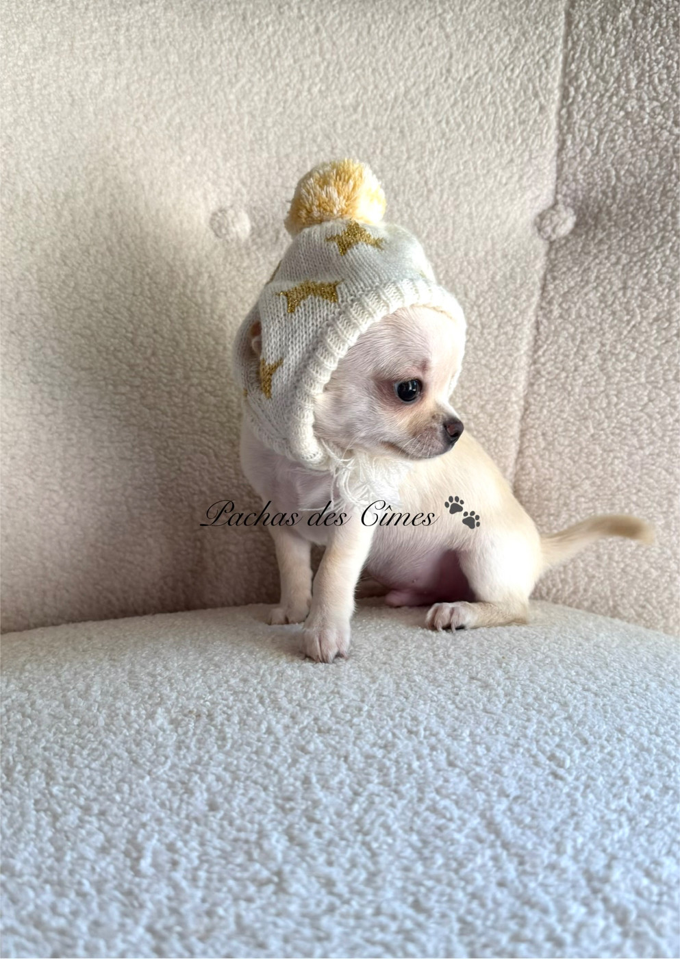 Des Pachas Des Cimes - Chiots disponibles - Chihuahua