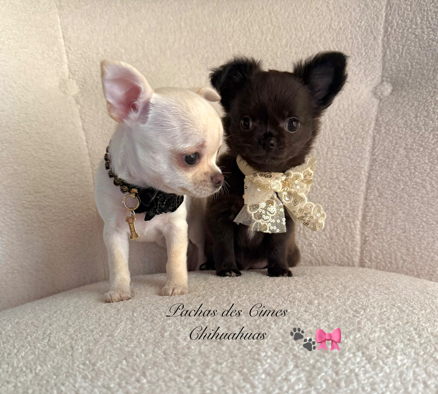 Des Pachas Des Cimes - Chiots disponibles - Chihuahua