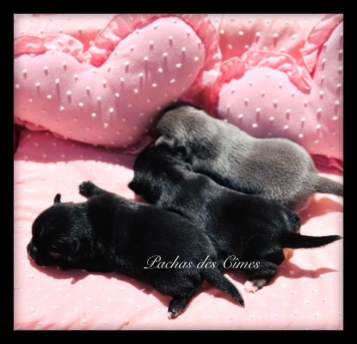 Chiot Chihuahua Des Pachas Des Cimes