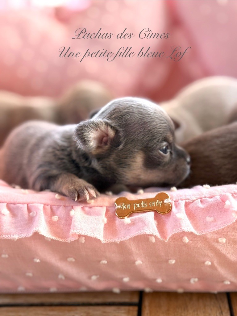 Des Pachas Des Cimes - Chiots disponibles - Chihuahua