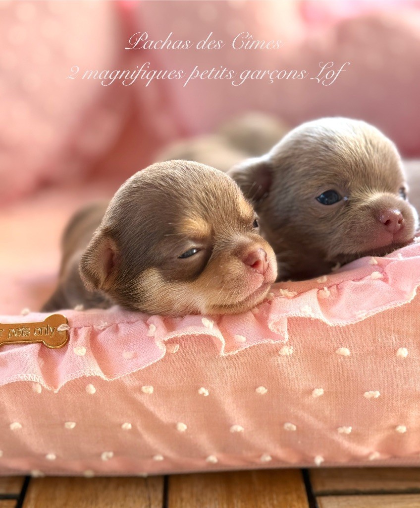 Des Pachas Des Cimes - Chiots disponibles - Chihuahua