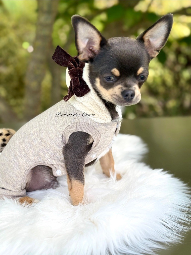 Des Pachas Des Cimes - Chiots disponibles - Chihuahua