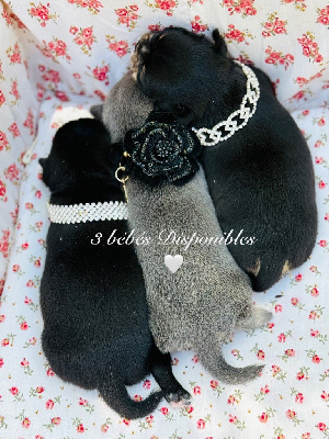 CHIOT 2